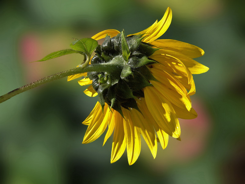 Blume Pflanze PICT1904 (2)_Bildgröße ändern.jpg